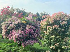 -东莞植物园
