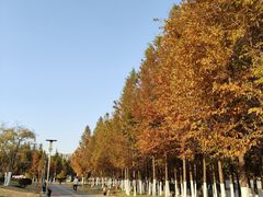 -桃花岛公园