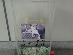 -彩虹云霄拜约克摩天塔