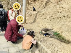 -栾川竹海野生动物园