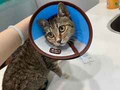 -瑞派动物医院·绝育·犬猫全科·预防医学(光景江南中店)