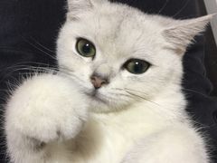 -翊宠yipet猫狗购宠庄园犬舍•猫舍