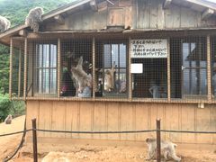 -岚山猴子公园