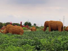 -杭州湾海上花田景区