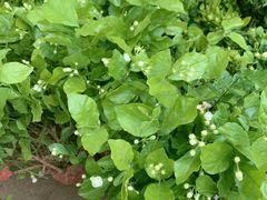 -金陵花卉交易市场