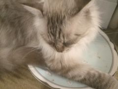 -共舞时光猫咖·狗咖(新街口店)