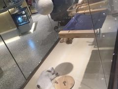 -momokira米努特·德文卷毛猫·棉花面纱犬