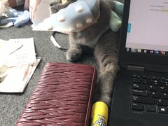-纳吉亚猫专科动物医院博雅分院
