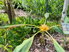 -植物园哈利亚餐厅