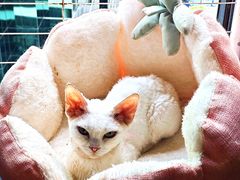 -楼上猫咖(罗湖店)