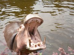 -合肥野生动物园