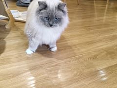 -滚猫咖啡·猫咖·猫友好撸猫(未来城店)