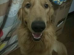 -波姐宠物家庭寄养