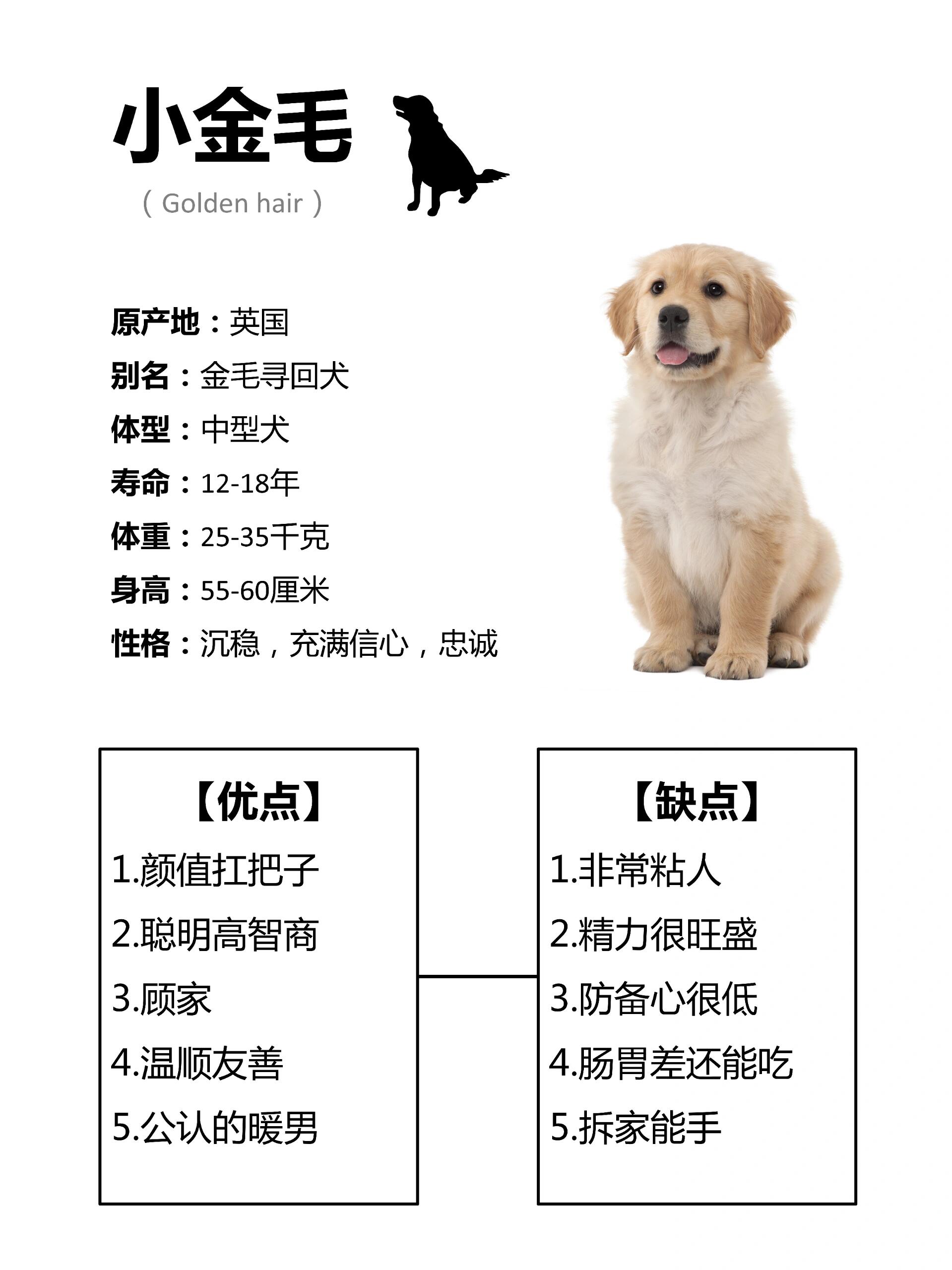 狗的详细介绍