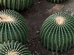 -国家植物园