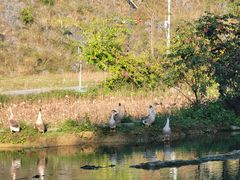 -靖西鹅泉风景区