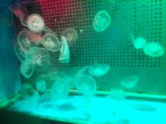 -洛阳龙门海洋馆