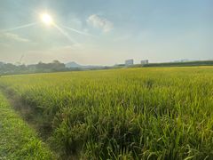 -光明小镇欢乐田园