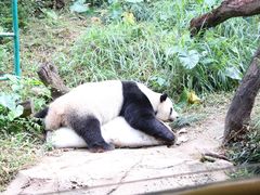 -广州长隆野生动物世界