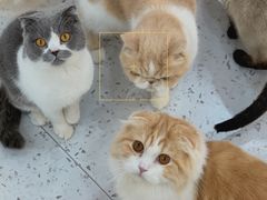 -喵园·猫主题咖啡厅·撸猫·猫咖(国贸店)