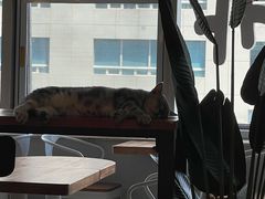 -Cappucimeow猫咪咖啡馆(韦伯时代店)