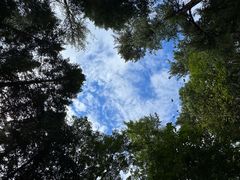 -五营红松林海景区