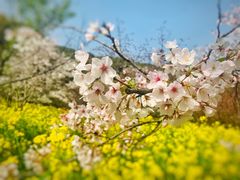 -苏州上方山国家森林公园
