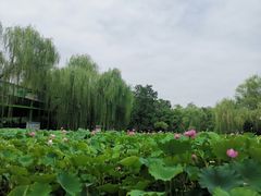 -莲湖公园