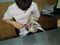 -瑞派名望24h动物医院异宠专科·猫专科·骨科·重症监护分院