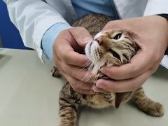 -瑞派动物医院·猫专科·至诚(江南中分院)