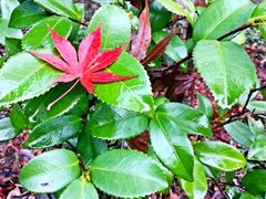 upload_pic-大明山自然探索公园