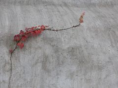 -北岐滩涂