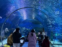 -海合安武汉极地海洋公园