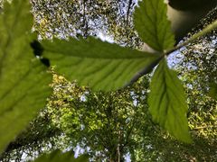 -黄海国家森林公园