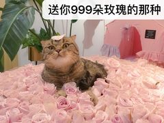 -Double Rui宠物酒店