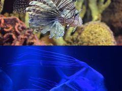 -上海海洋水族馆