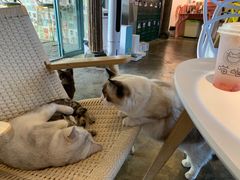 -喵屿·大理花园猫咖