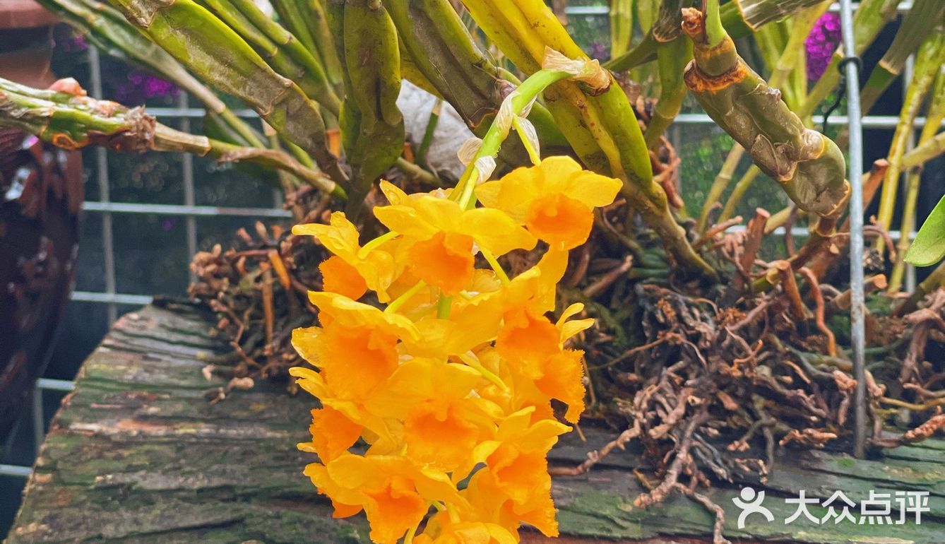 ✅夏天的味道就是多彩/花市小日常