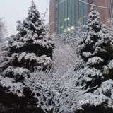 白雪却嫌春色晚，故穿庭树作飞花
