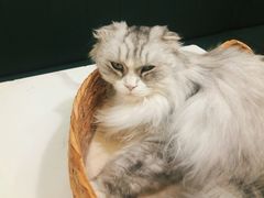 -安格丽娜·狗咖·猫咖羊驼咖(春熙路百盛商场店)