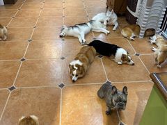 -柯斗斗主题餐厅·狗咖·围炉煮茶·茶饮(国瑞升平里店)