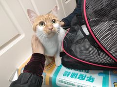 -伟伟宠物医院·CT影像中心·瑞派犬猫综合性门诊(汉口总院)