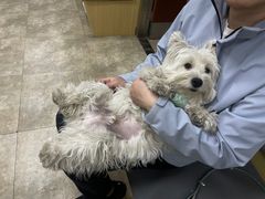 -美联众合动物医院·24h转诊中心