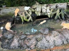 -海南热带野生动植物园