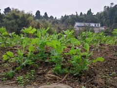 -燊海井