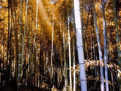 -上海市保健医疗中心