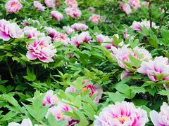 -洛阳市隋唐城遗址植物园
