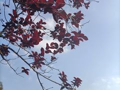 -中国茶叶博物馆(双峰馆区)