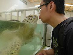 -广东惠东海龟国家级自然保护区