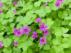 -蜀冈西峰生态公园